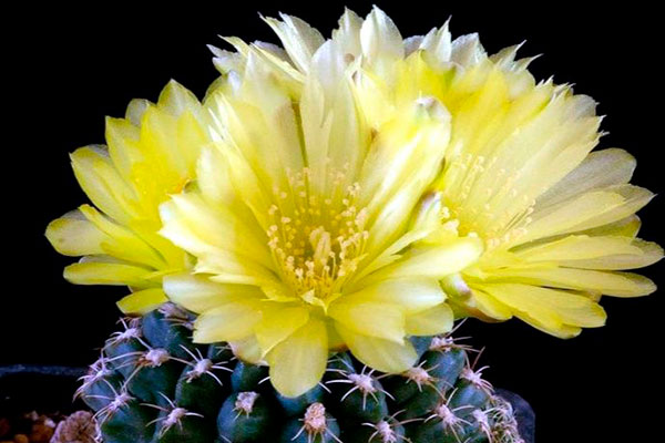 Sarı Gymnocalycium çiçekleri